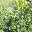 아롱이네 농장 이미지