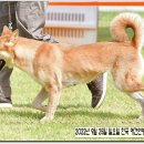 둥지애견