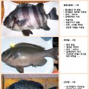 낚시인이 좋아하는 도미(돔) 종류. 이미지