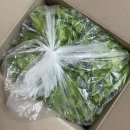 로메인 | 유러피안 샐러드 버터헤드 로메인 후기 [야채의진수]