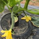 순만농장 이미지