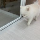 재미나개 이미지