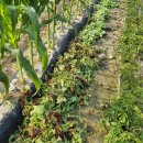 광성농장-2 이미지