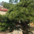 시청 소나무 이미지