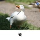 오리 이미지