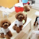 코니베니 이미지