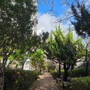 만덕2휴먼시아아파트 경로당 | [부산]숨은 벚꽃명소 만덕천 산책로 후기