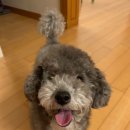 갤럭시펫 애견미용 이미지