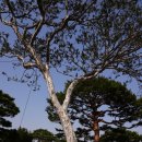 충남 예산 추사고택 수선화 벚꽃 실시간 백송공원 봄나들이 갈만한곳 애견동반