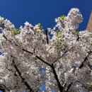 (유)오렌지렌트카 주사무소 | 신혼여행 4일차(리버사이드 마켓, APEX차량렌트->하카하우스 데카포->포스퀘어 마트->선한목자교회...