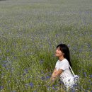 국화목장 | 예산 여행 - ’아그로랜드‘ 태신목장 우유농가 방문후기 수레국화 포토존 꽃축제 추천
