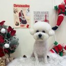 비마인 독 이미지