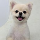 인생멍컷 이미지