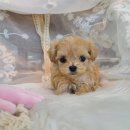 바나개 강아지 고양이 마포점 이미지