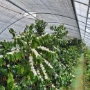 새봄농장(3) | 가족여행, 가평단체워크숍,향긋한실내커피체험여행, 연말연시송년회 신년회장소 추천