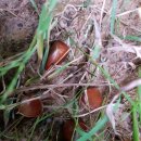 두란농장 이미지