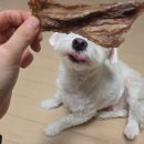 치아공방 | 로티스티 간식공방 로티스티 어린오리 오돌뼈