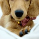 광진 pet 이미지