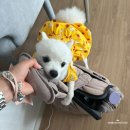 고현-0018 | 거제애견동반여행; 우진 해물샤브, W181카페, 거제고현시장, 매미성