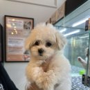 꼬망이펫샵 이미지