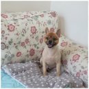 멍뭉살롱 이미지