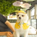 체크인독 애견유치원 이미지