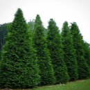 상록자이언트 이미지