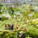 표충사탐방로(=작전도로) 이미지