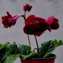 환타지아 이미지