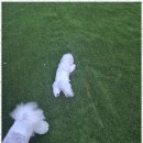 더블루네스 | 안면도펜션 반려견과 함께하는 꿈같은 휴식, 더블루네스 후기