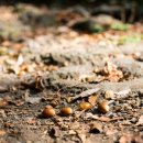 고지농장 이미지