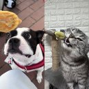 멍쿠킹 | 양주 옥정 애견수제간식 멍쿠킹 내돈내산 후기