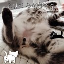 수컷 고양이 중성화 수술비용과 회복 기간은 얼마나 될까?경험담 후기