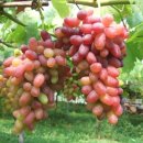 정든세탁소 이미지