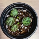 더푸르개 이미지