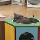 pet19다6052 | 태국방콕 아속역근처 입양도 가능한 고양이카페 CAT&amp;PET CAFE 방문후기