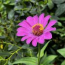 로뎀커피 이미지