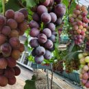 원씨일품 이미지