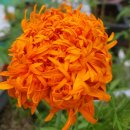 메리골드 이미지