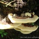 장수버섯(아카시아 영지버섯) 이미지