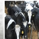 한빛목장 이미지