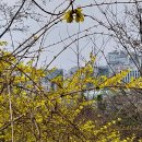 우면산3-25 이미지