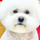 몽애견미용실 이미지