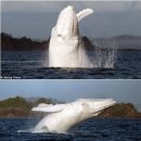 흰고래 이미지