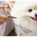 희망 애견 미용실 이미지