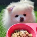 마이 비러브드 퍼피 이미지