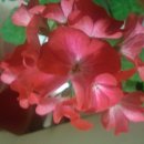 우리분재 이미지