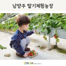 별마을 | 남양주 별마을딸기체험농장 힐링팜 후기