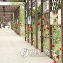 장미공원C 이미지