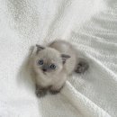 석수1동-1 이미지